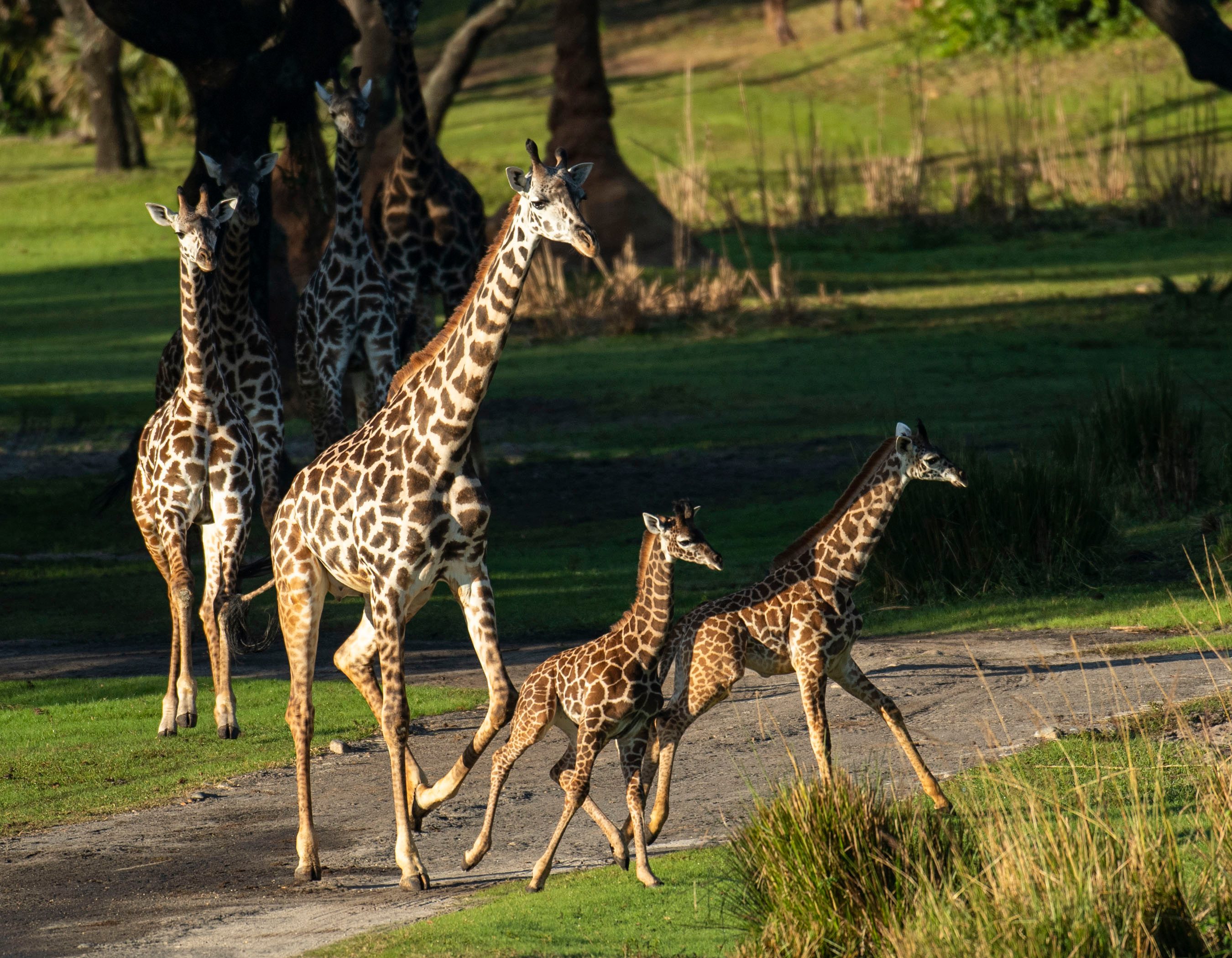 Giraffe Calves Join Herd on Kilimanjaro Safaris Savanna at Disney's Animal  Kingdom Theme Park - Walt Disney World News