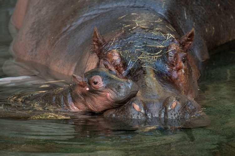Gorilla, Hippo Born at Disney's Animal Kingdom Theme Park - Walt Disney  World News