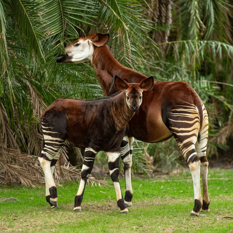 Beni the Okapi Makes First Appearance on Disney's Animal Kingdom Lodge  Savanna - Walt Disney World News
