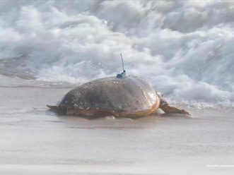 tour de turtles disney vero beach